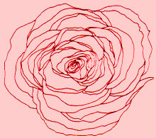 rose